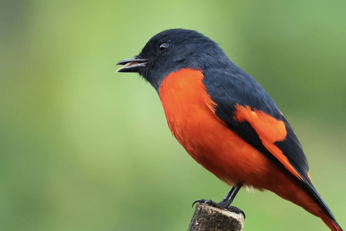 Gray-chinned Minivet (Gray-throated) - ML644749003