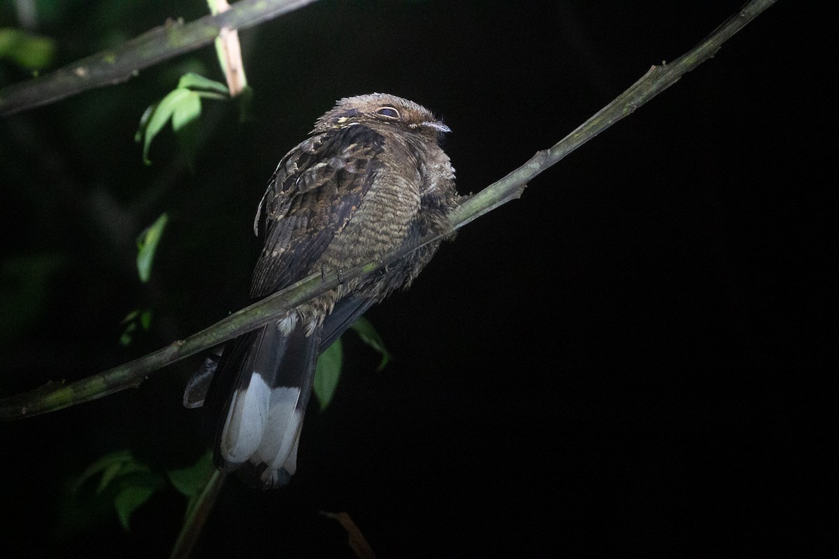 Jerdon's Nightjar - ML644749012