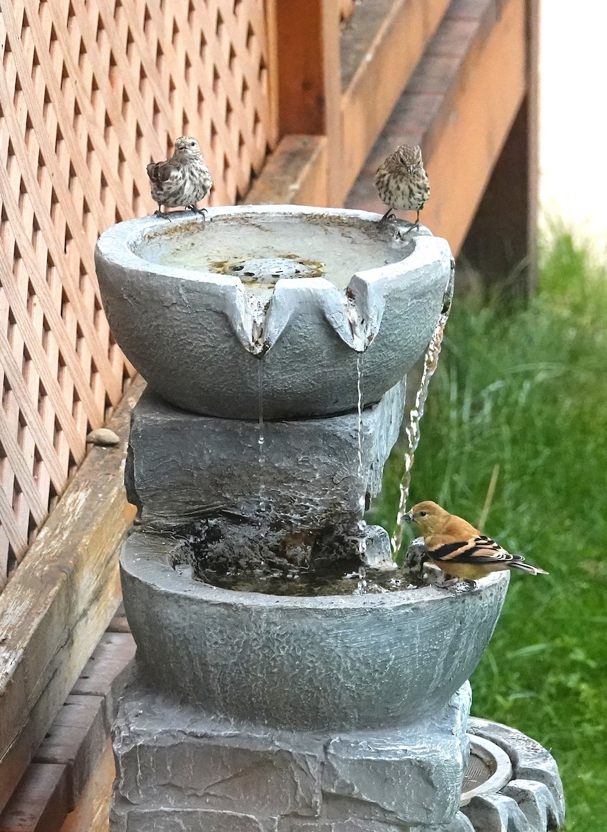 Pine Siskin - ML644749017