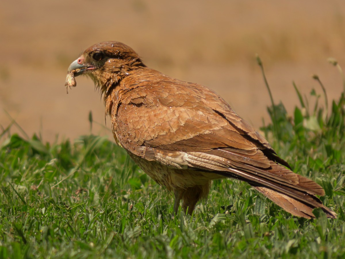 Chimango Caracara - ML644749020