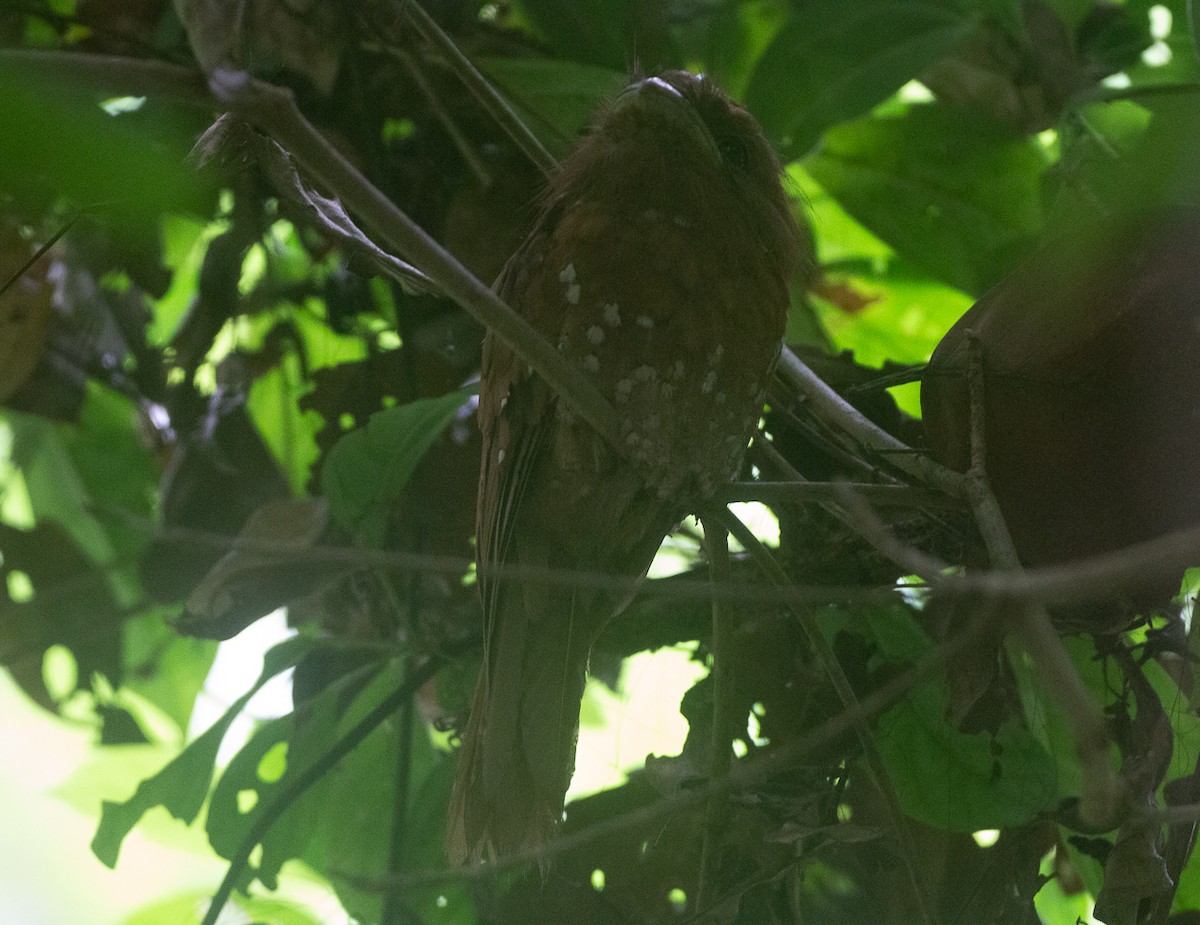 セイロンガマグチヨタカ - ML644749021