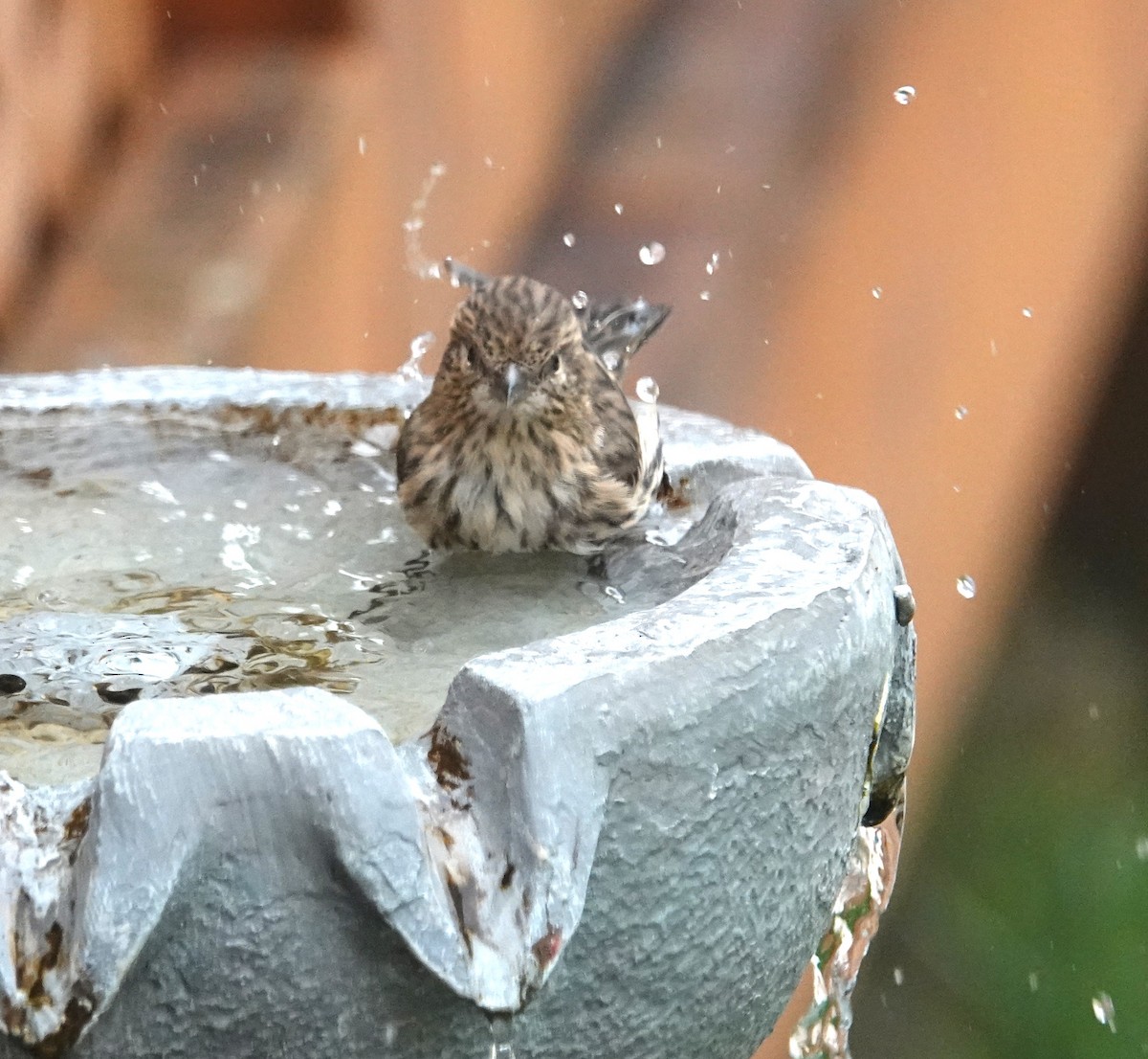 Pine Siskin - ML644749025