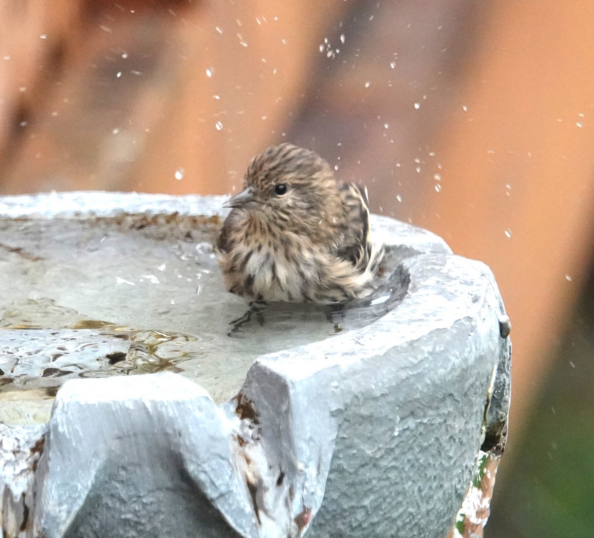 Pine Siskin - ML644749027
