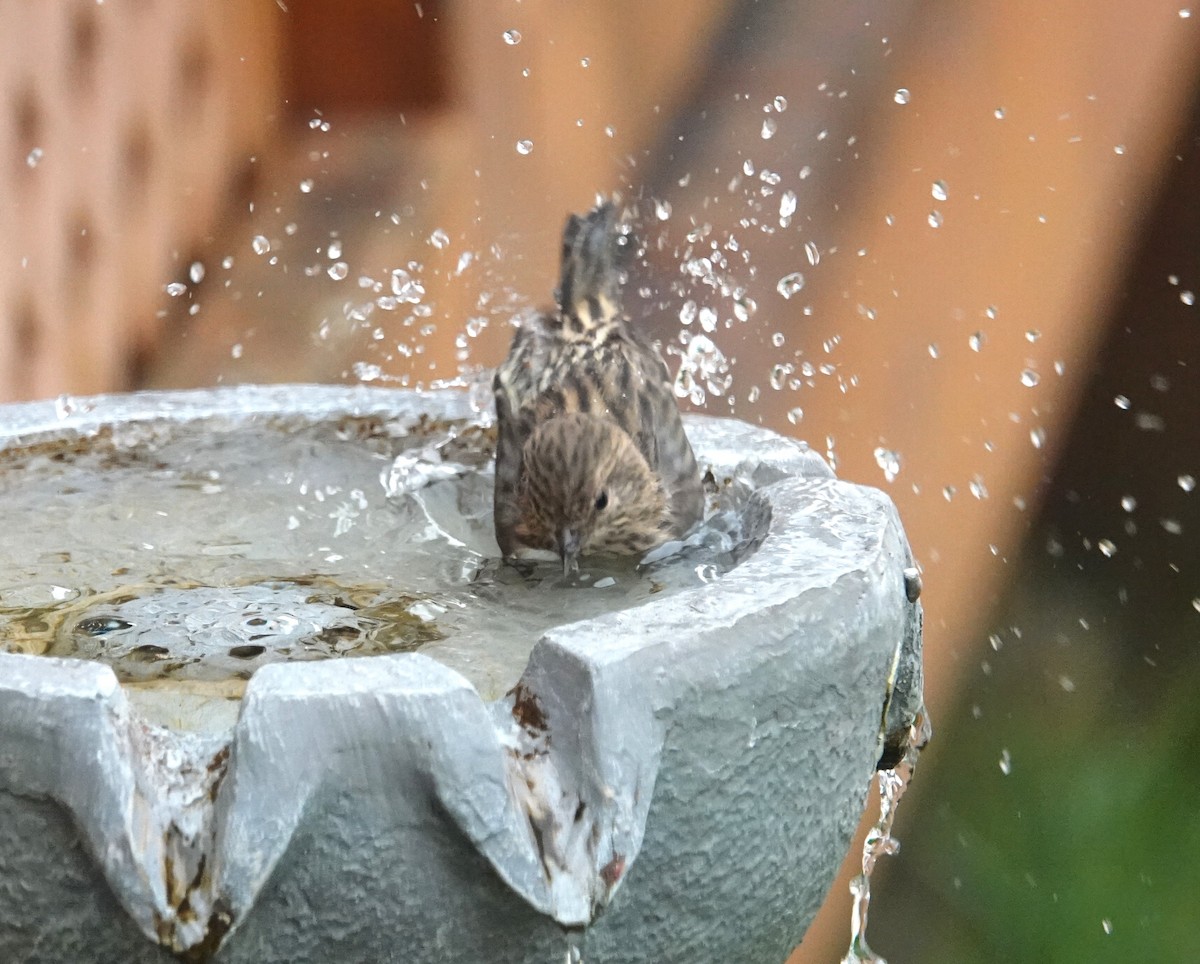 Pine Siskin - ML644749031