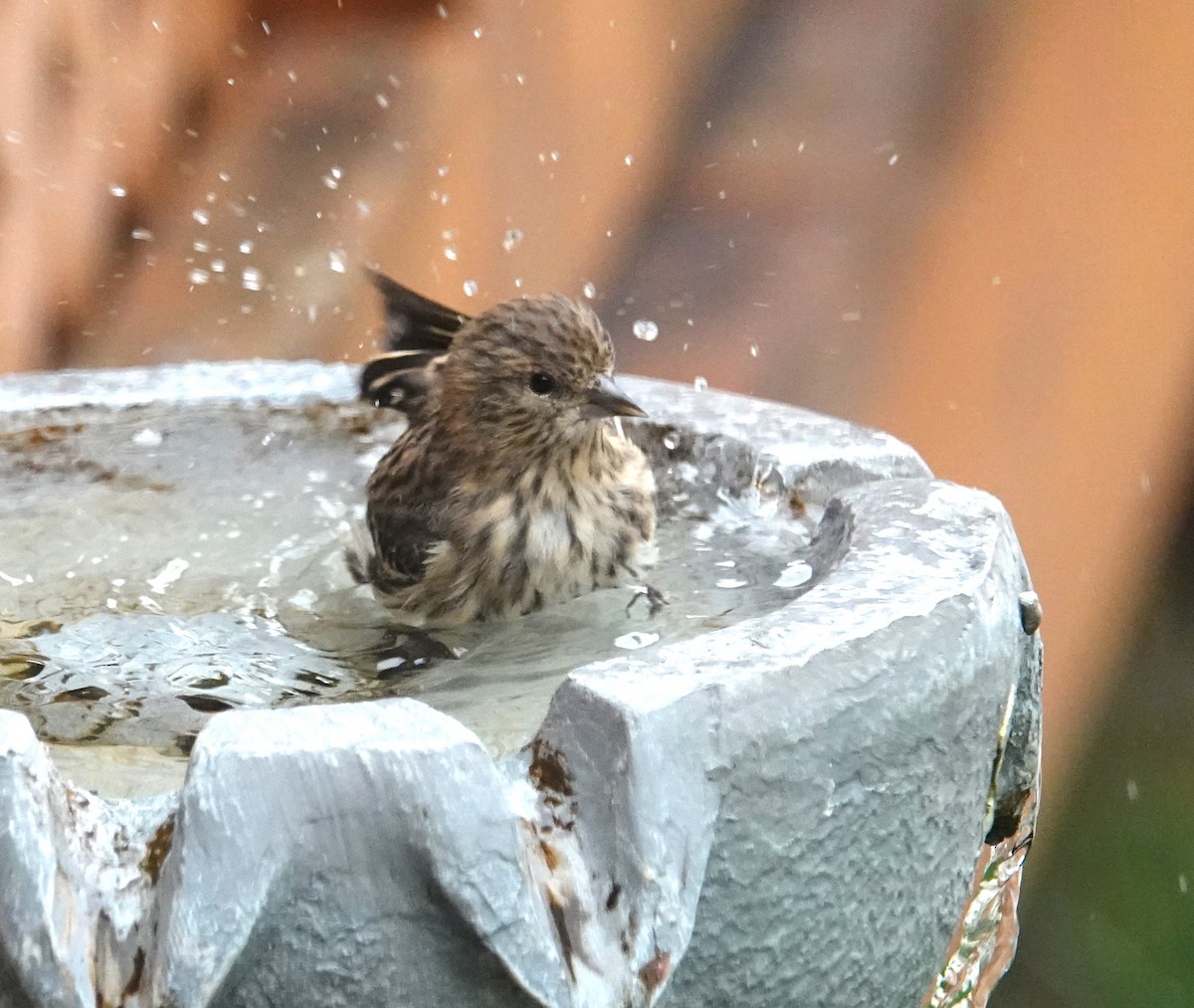 Pine Siskin - ML644749036