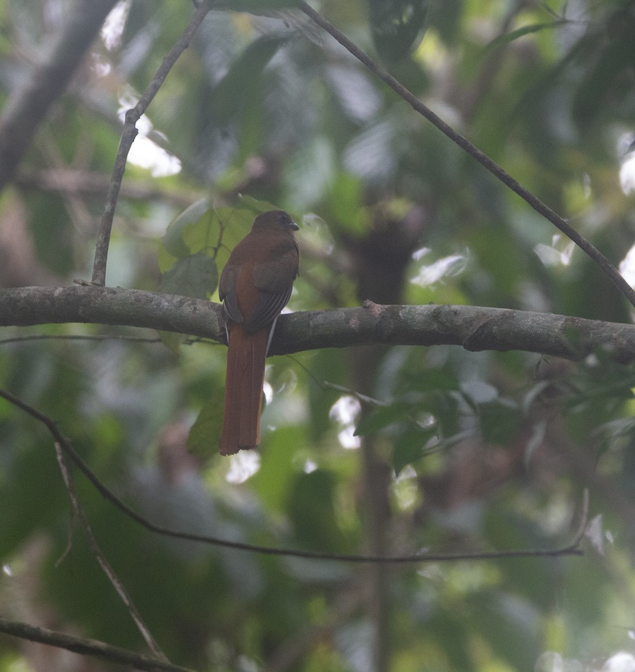 Trogon de Malabar - ML644749038