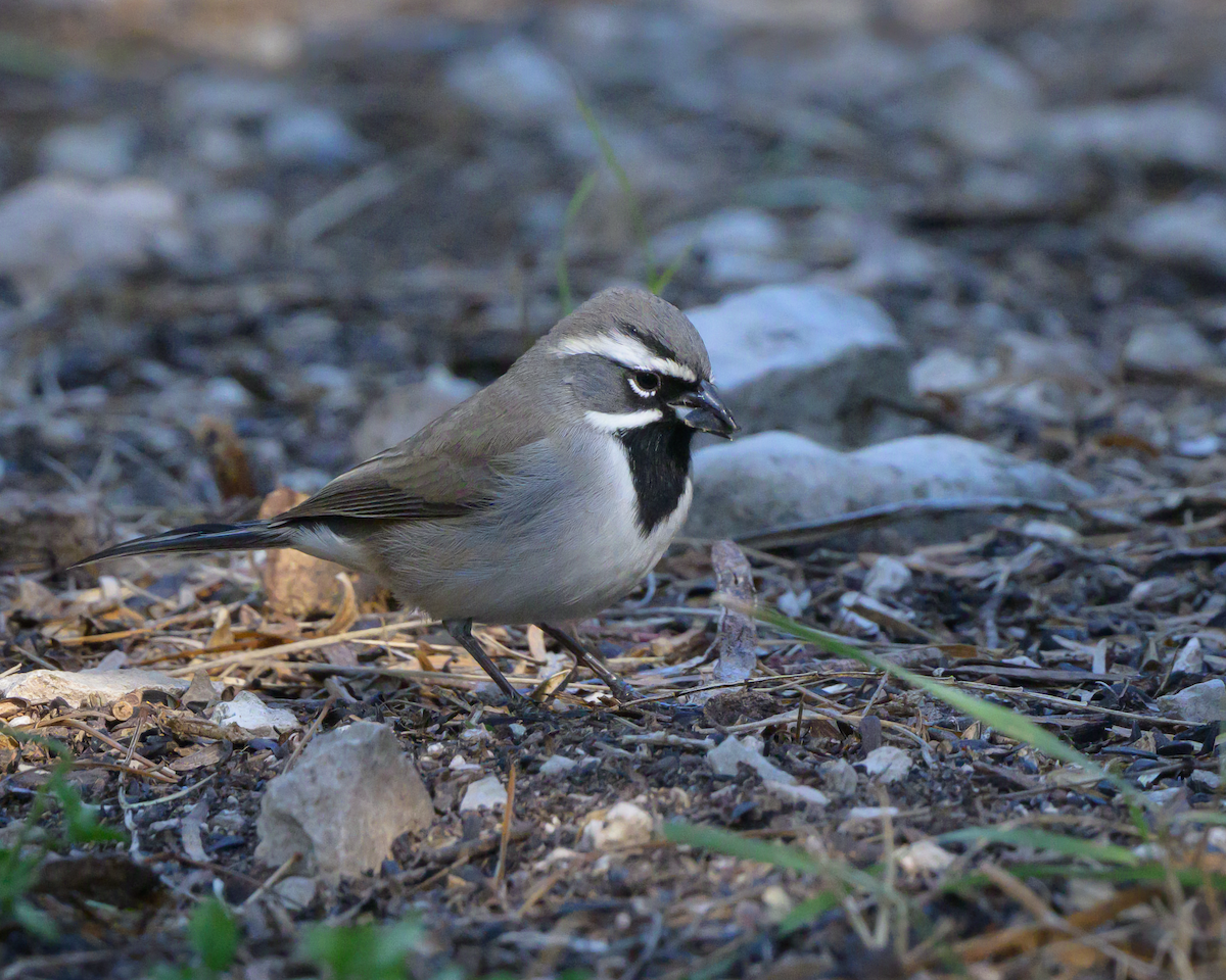 Black-throated Sparrow - ML644749039