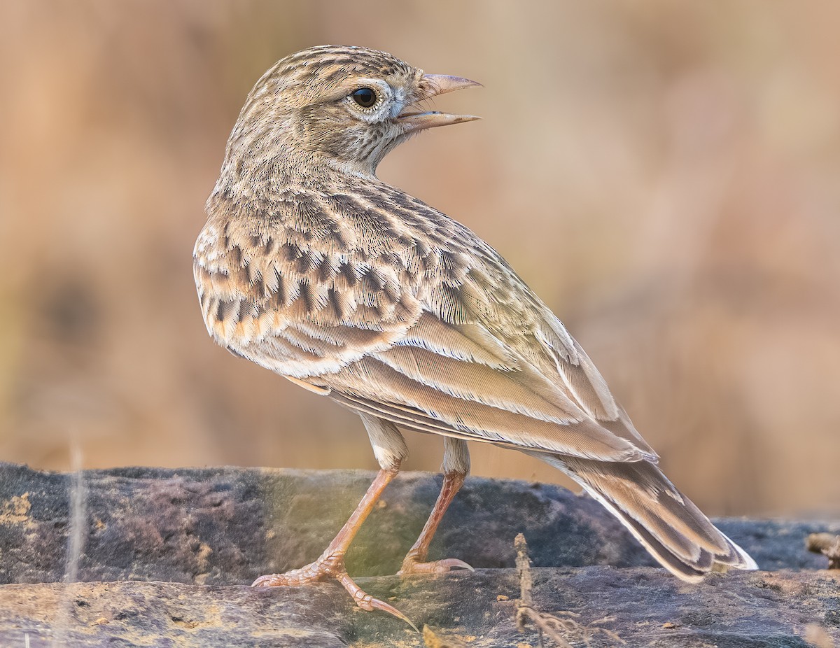 Alouette de Sykes - ML644749040