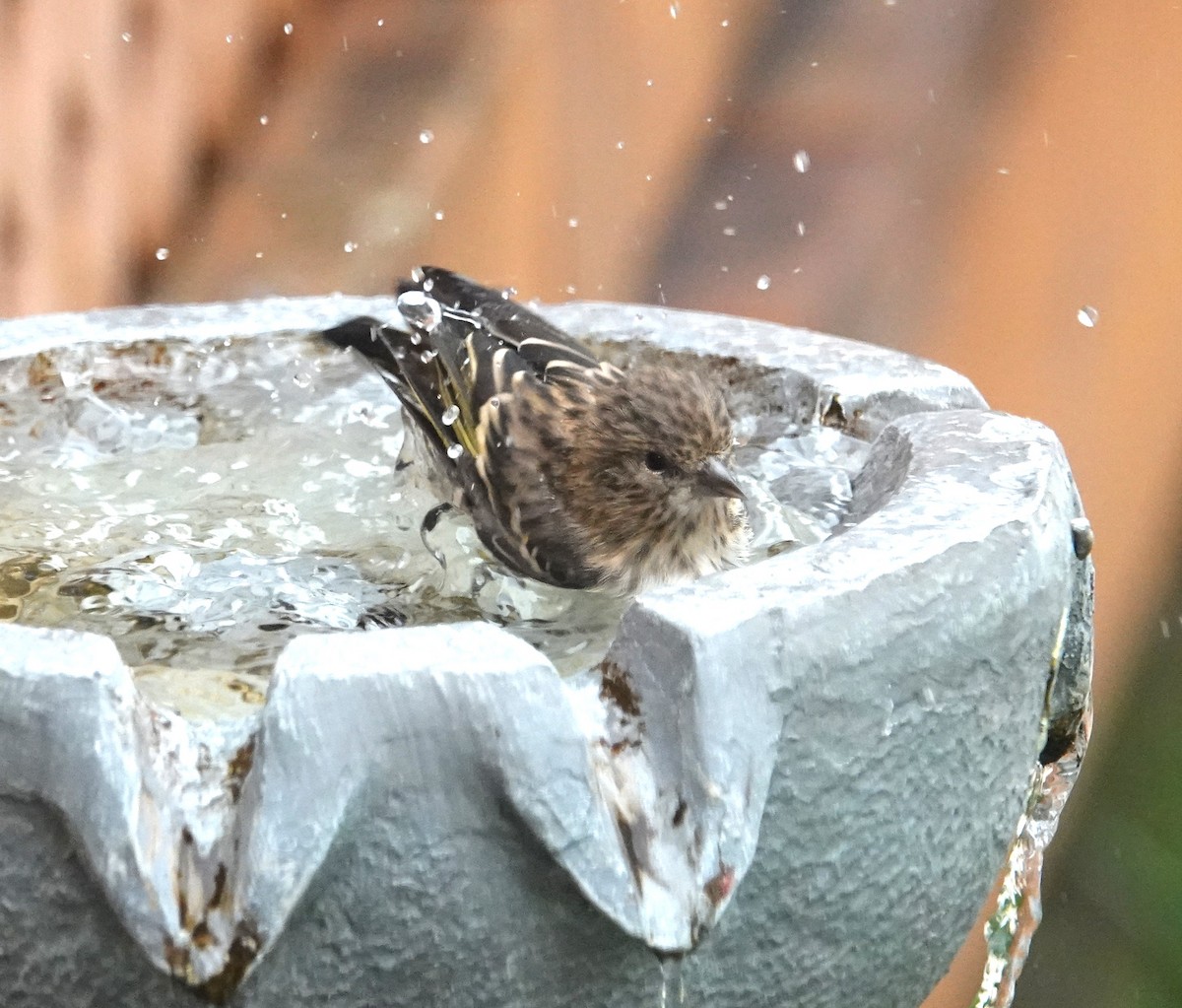Pine Siskin - ML644749041