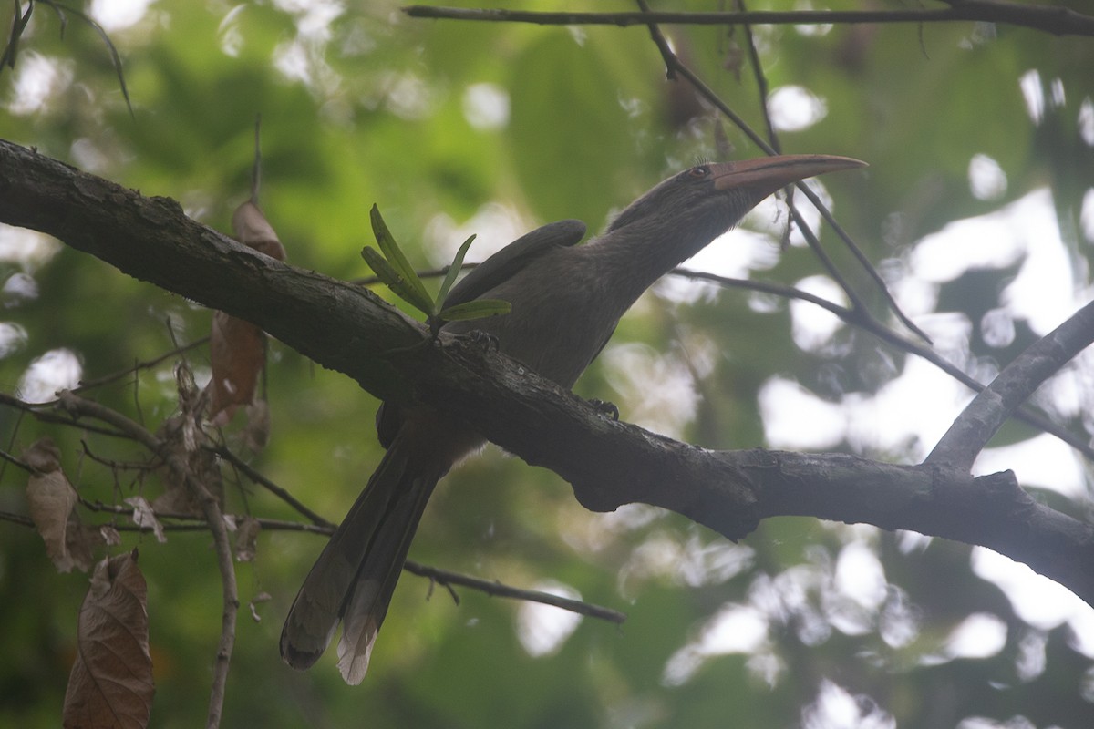 ニシインドコサイチョウ - ML644749042