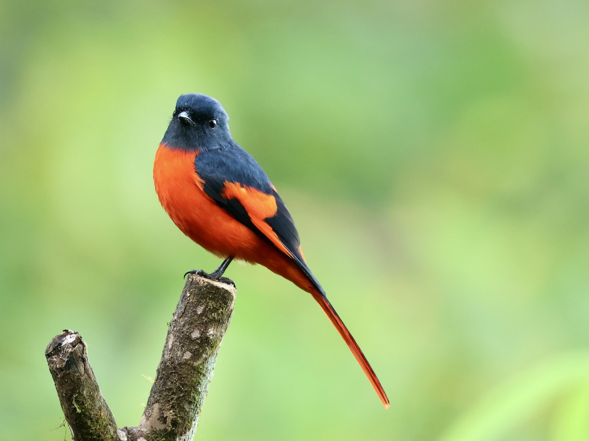 Gray-chinned Minivet (Gray-throated) - ML644749046