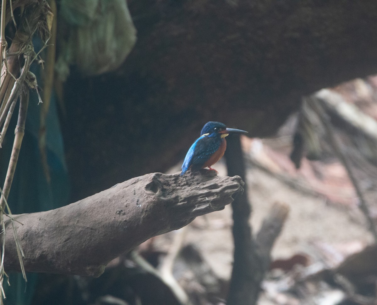 Рибалочка темно-синій - ML644749047