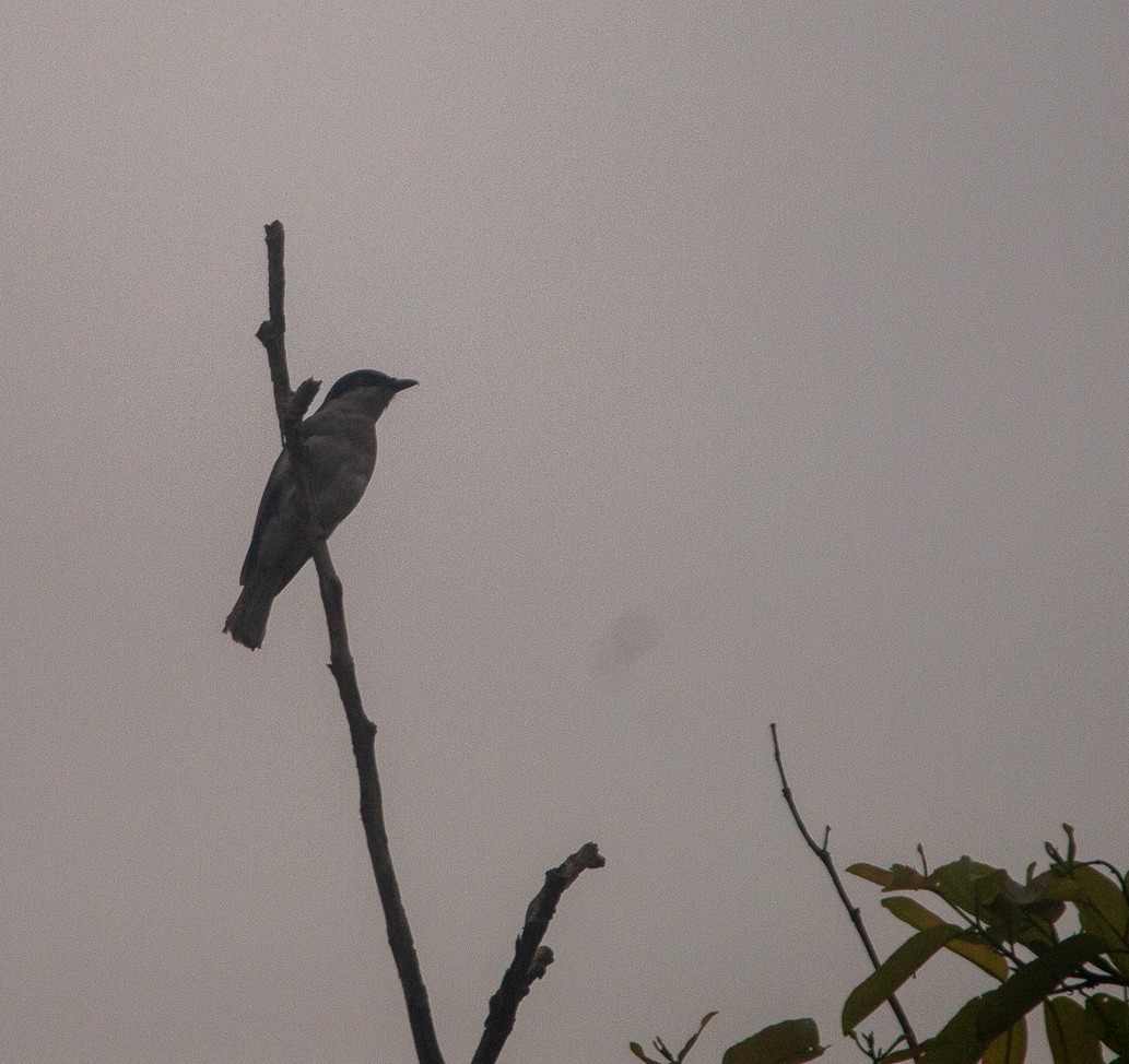 マラバーモズサンショウクイ - ML644749057