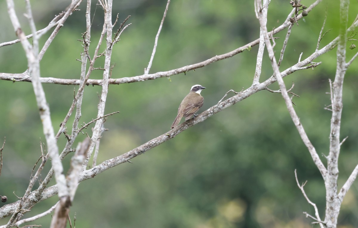 Sosyal Tiran [similis grubu] - ML644749058