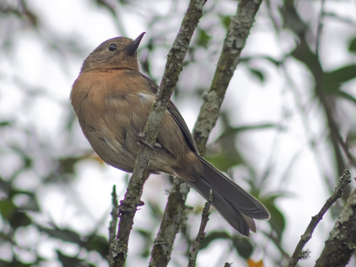 Ak Şeritli Çiçekdelen - ML644749059