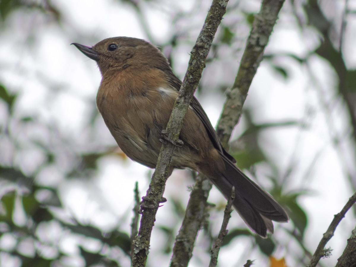 Ak Şeritli Çiçekdelen - ML644749061