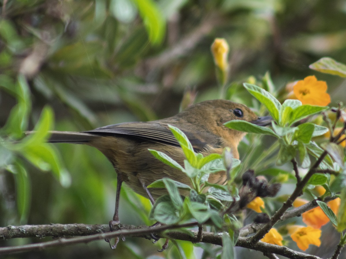 Ak Şeritli Çiçekdelen - ML644749062