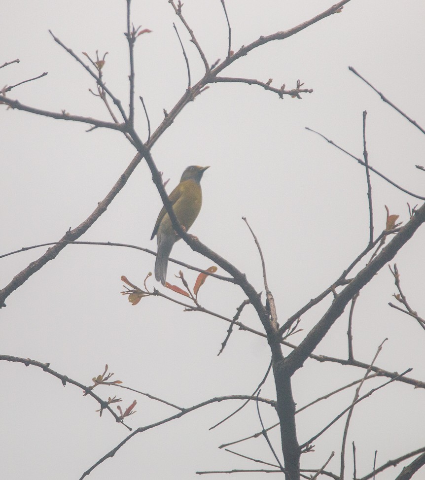 Gray-headed Bulbul - ML644749064