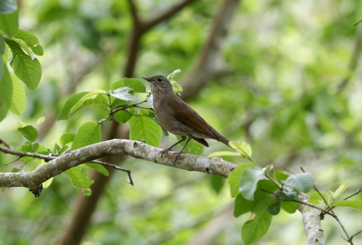 Pale-breasted Thrush - ML644749072