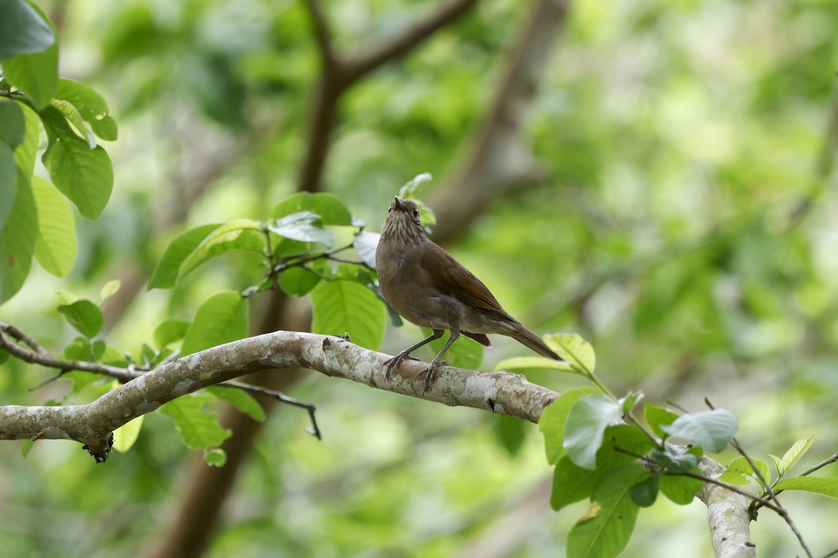 Pale-breasted Thrush - ML644749073