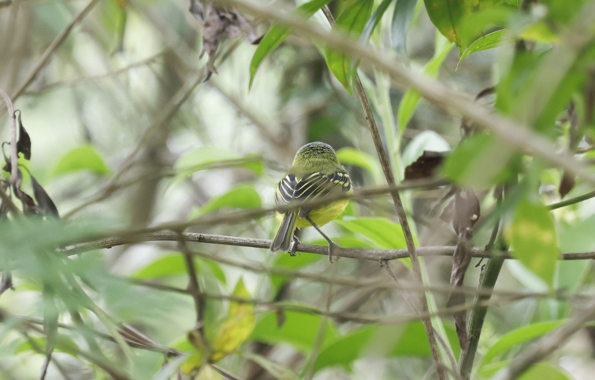 Todirostre à tête grise - ML644749079