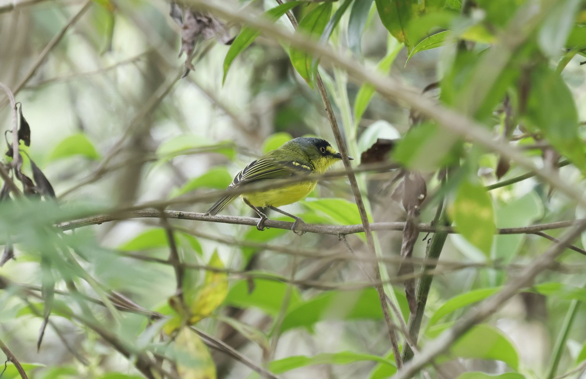 Todirostre à tête grise - ML644749080