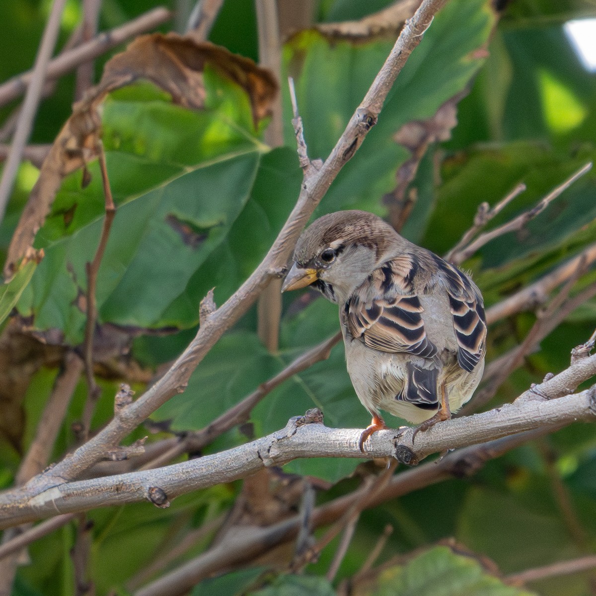 家麻雀 - ML644749094