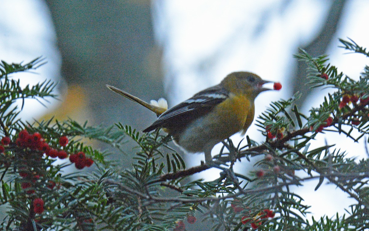 Baltimor Turpiyalı - ML644749104