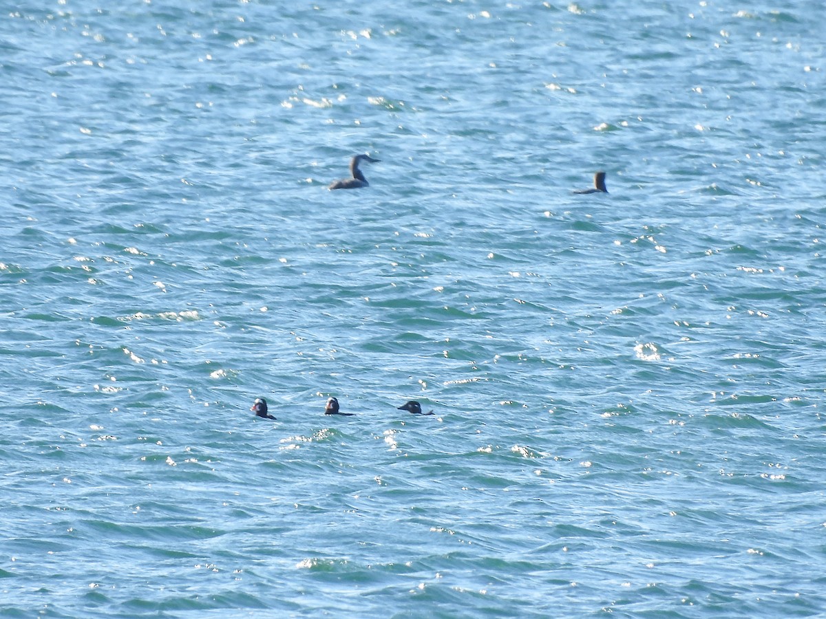 Surf Scoter - ML644749122