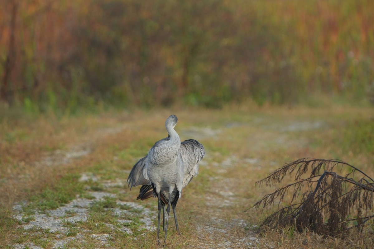 Sandhill Crane - ML644749124