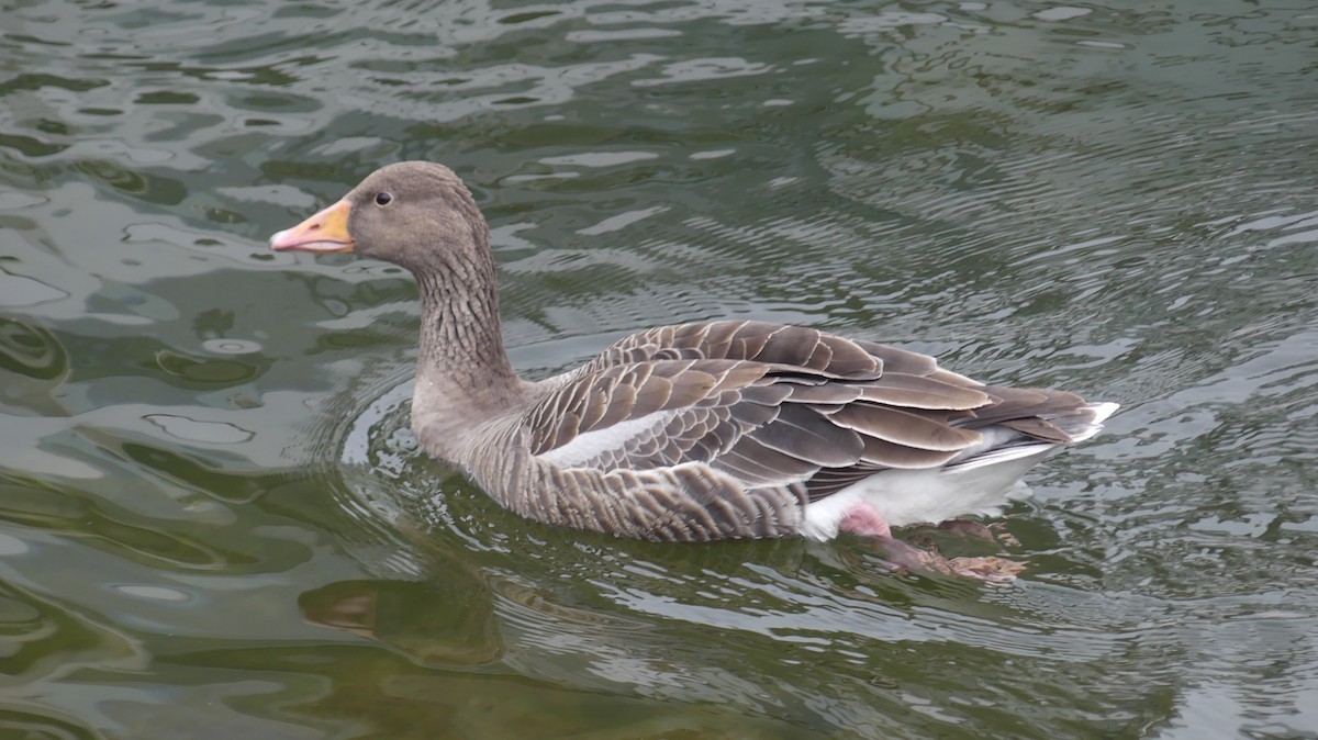 Graylag Goose - ML644749127