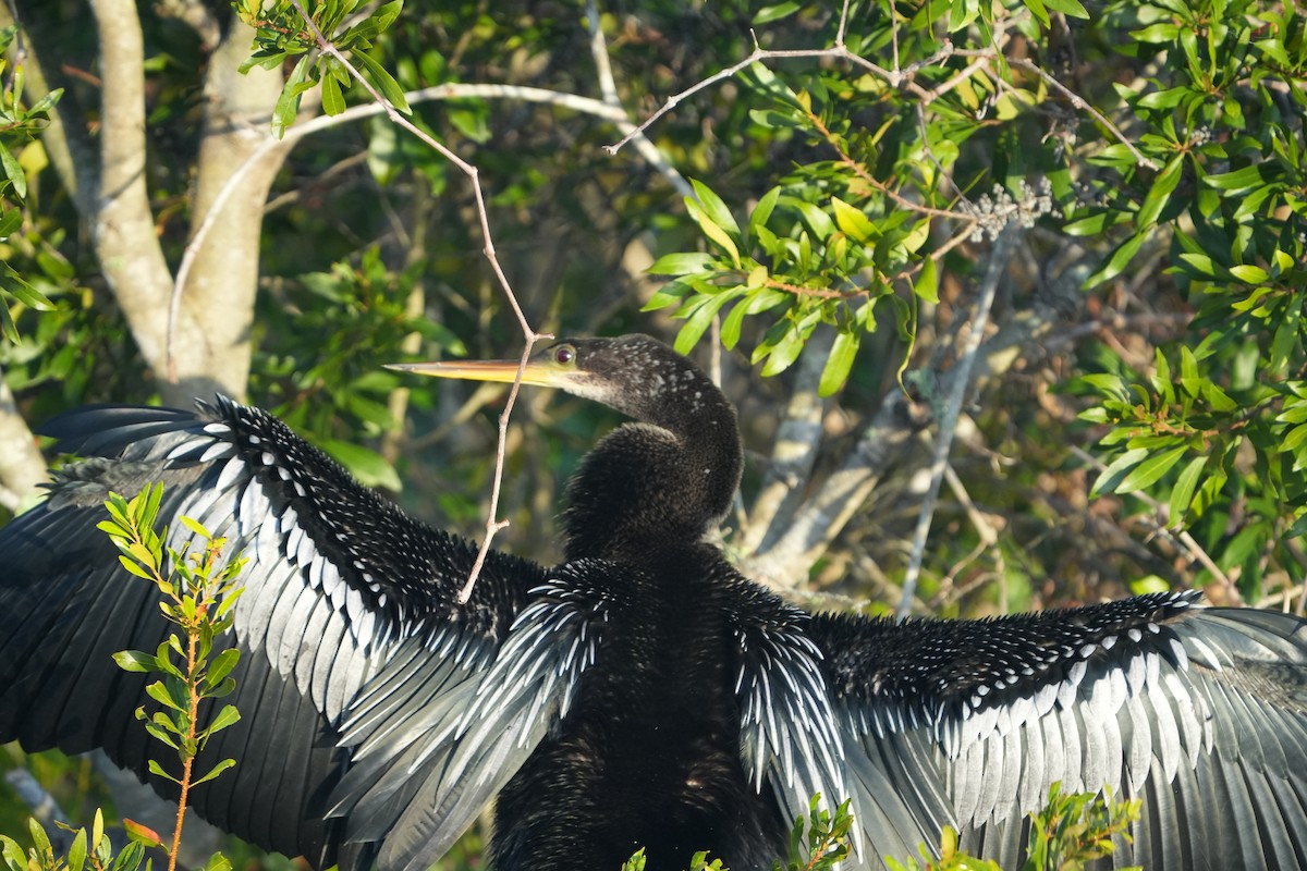 Anhinga - ML644749129