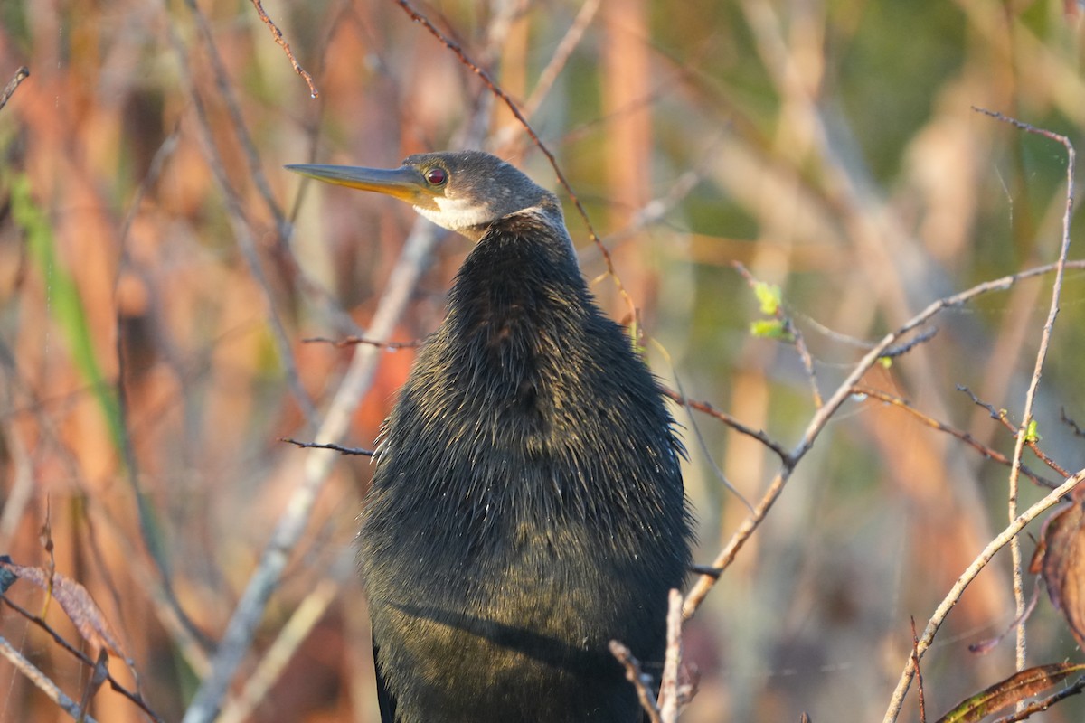 Anhinga - ML644749130
