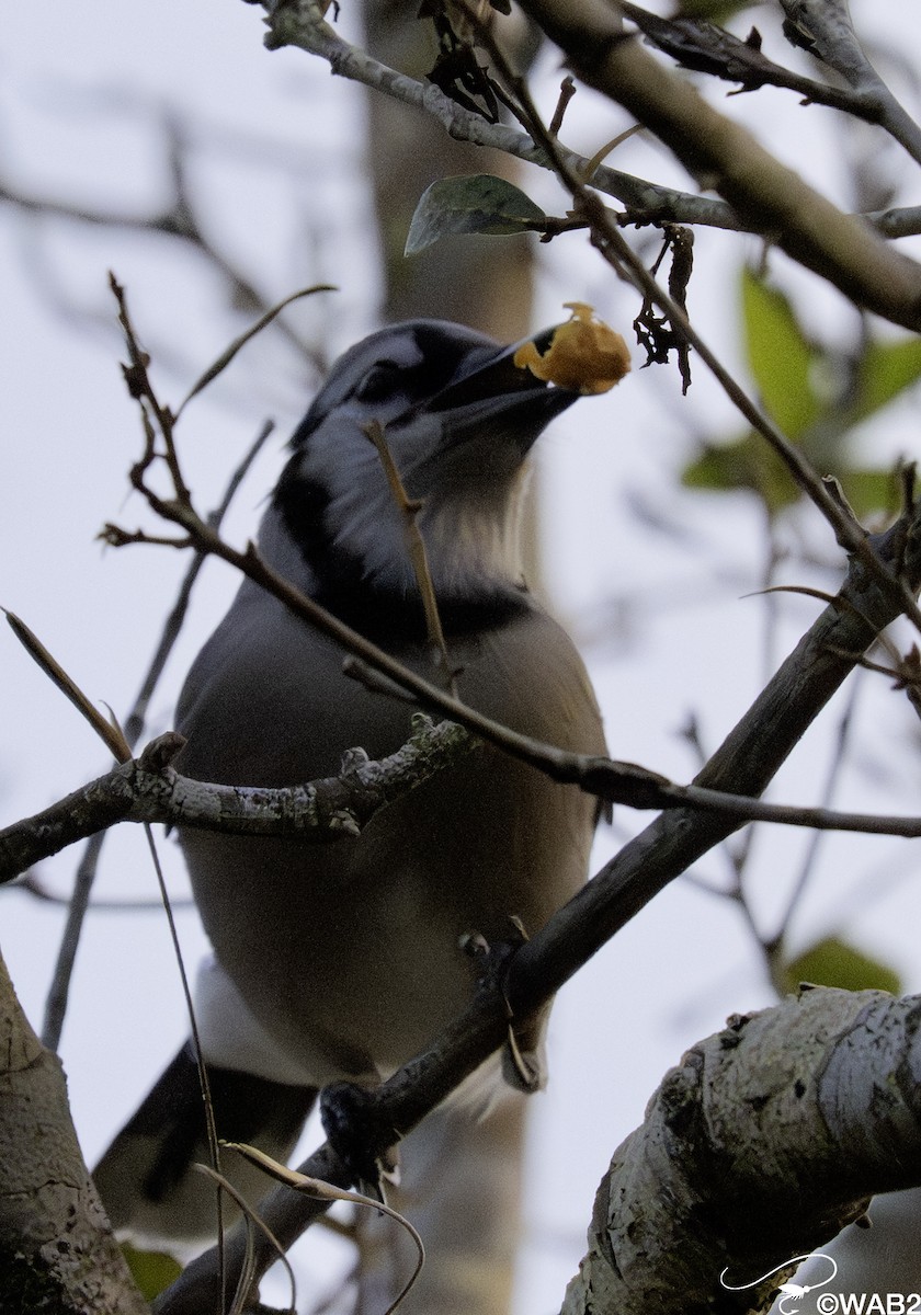 Blue Jay - ML644749131