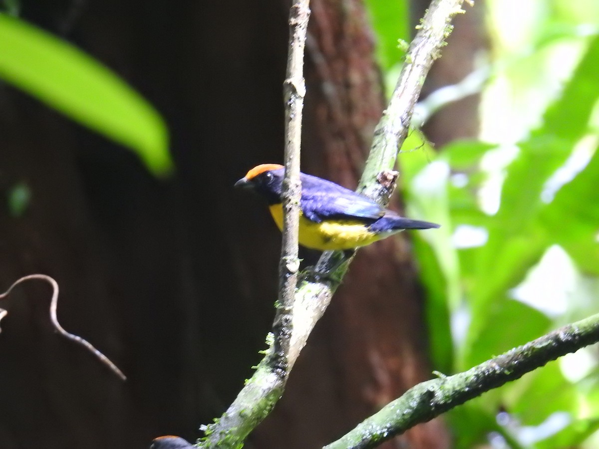 Tawny-capped Euphonia - ML644749135