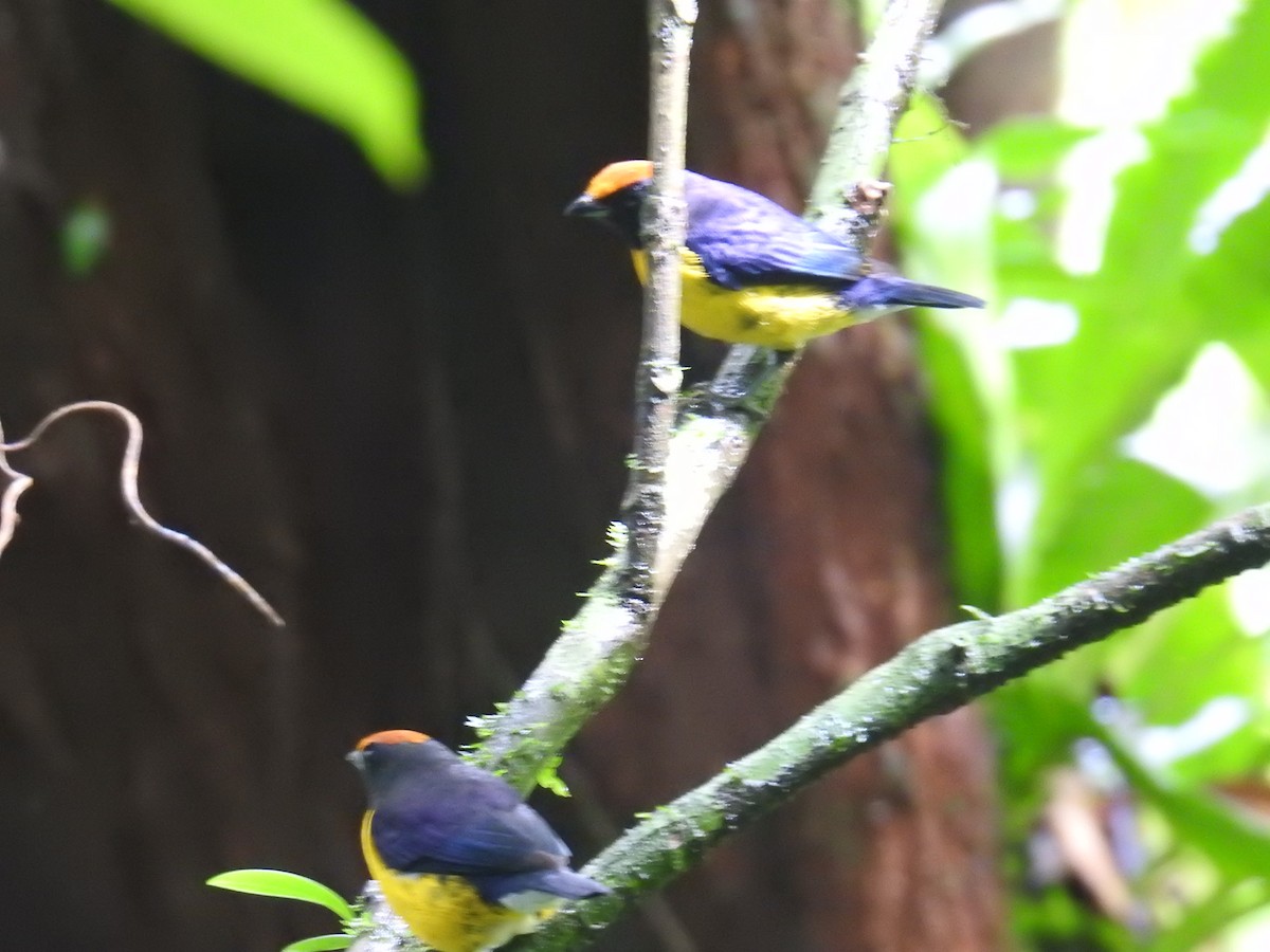 Tawny-capped Euphonia - ML644749136