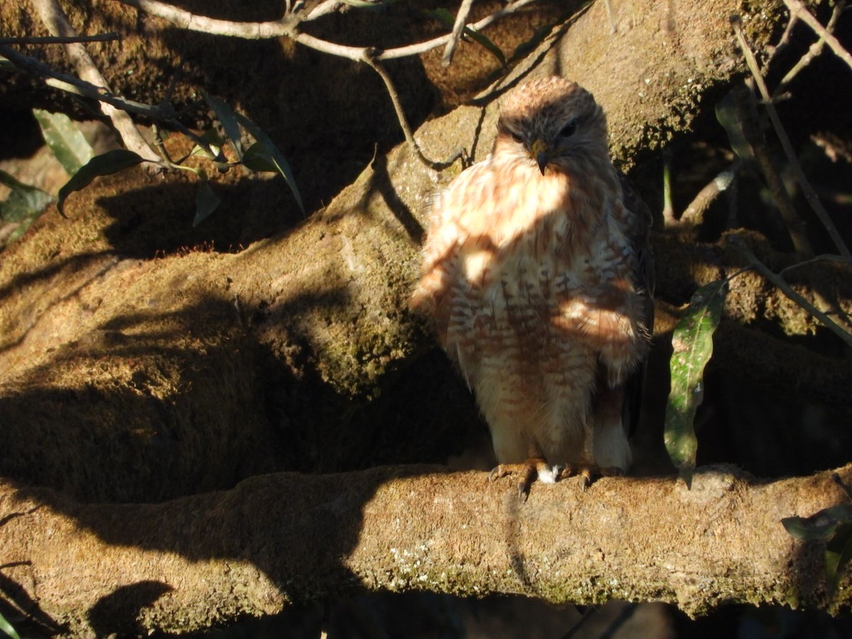 Common Buzzard - ML644749139