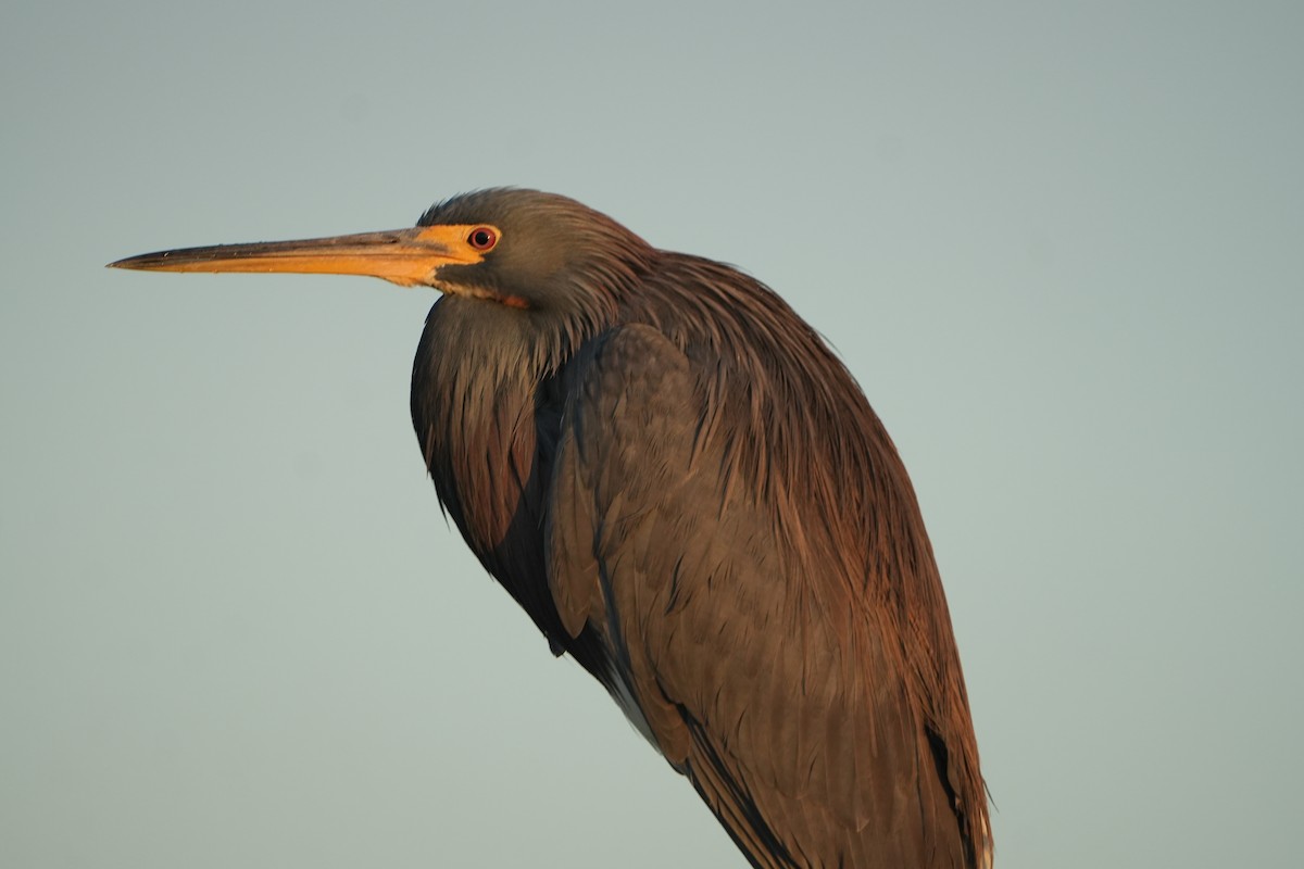 Tricolored Heron - ML644749140