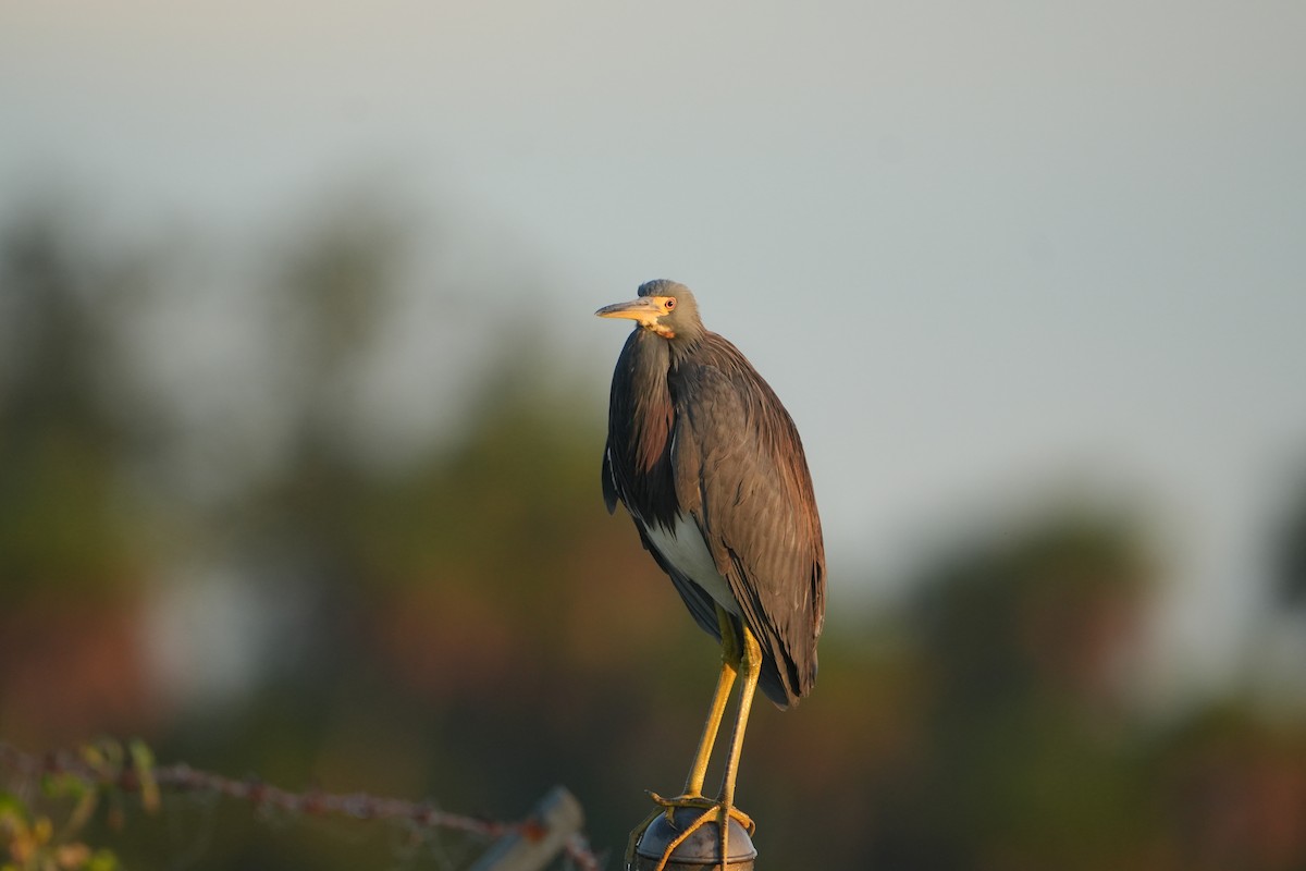 Tricolored Heron - ML644749141