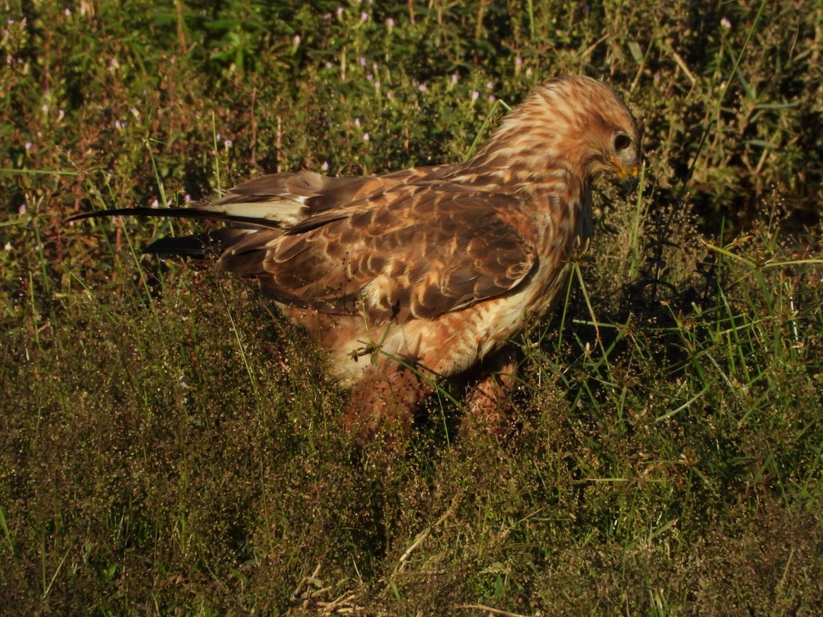 Common Buzzard - ML644749147