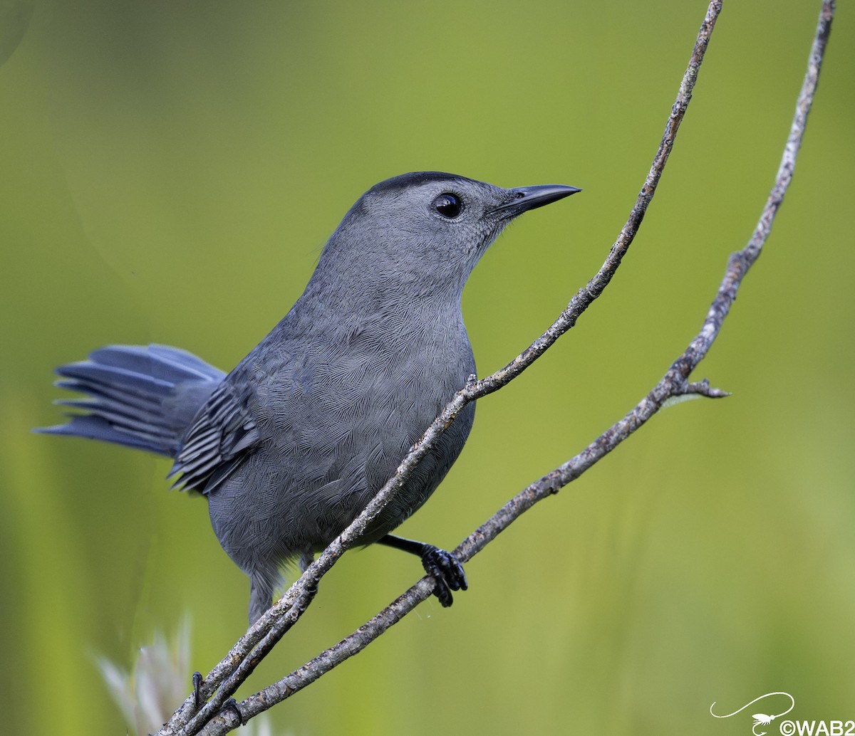 Miaulari grisa - ML644749150