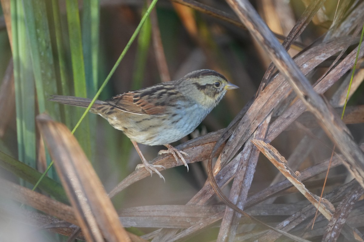 Swamp Sparrow - ML644749156