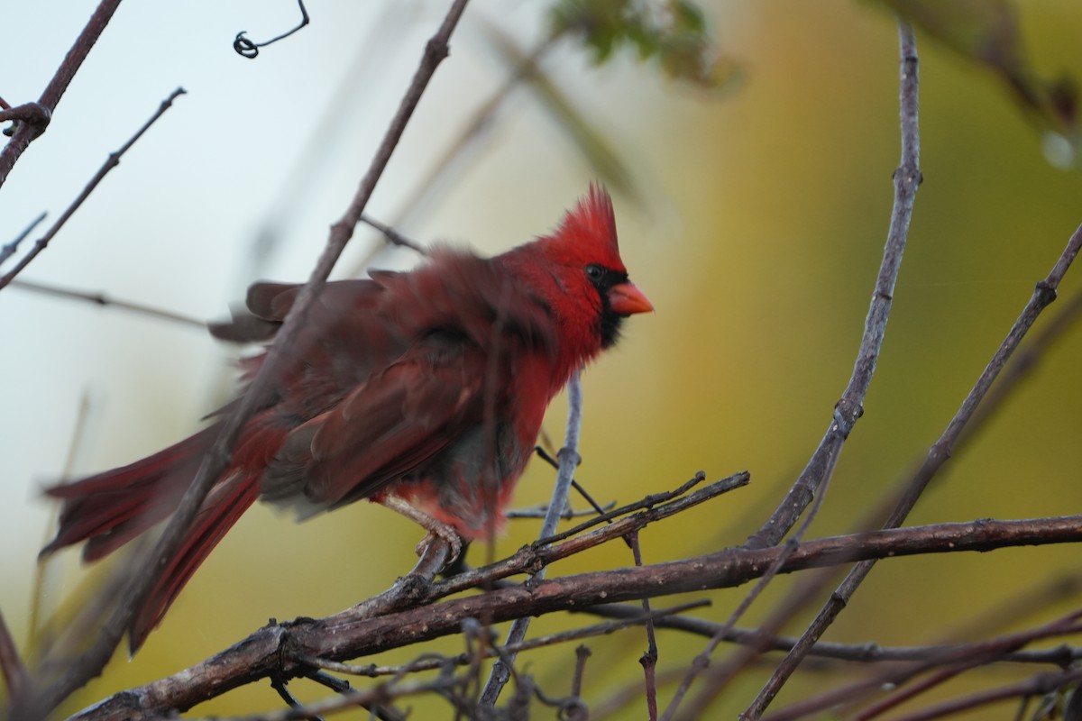 Northern Cardinal - ML644749166