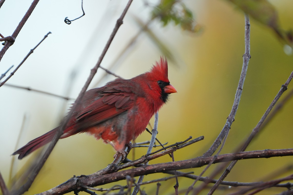 Northern Cardinal - ML644749167