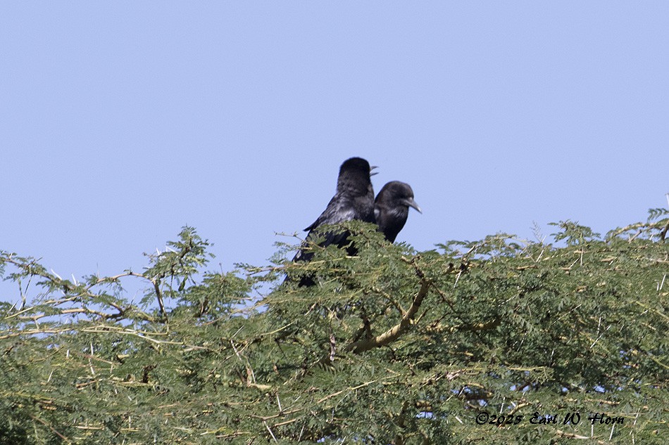 smalnebbkråke - ML644749176