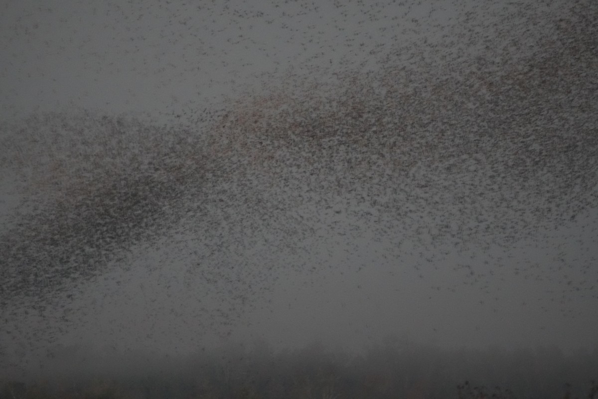 Common Grackle - ML644749178