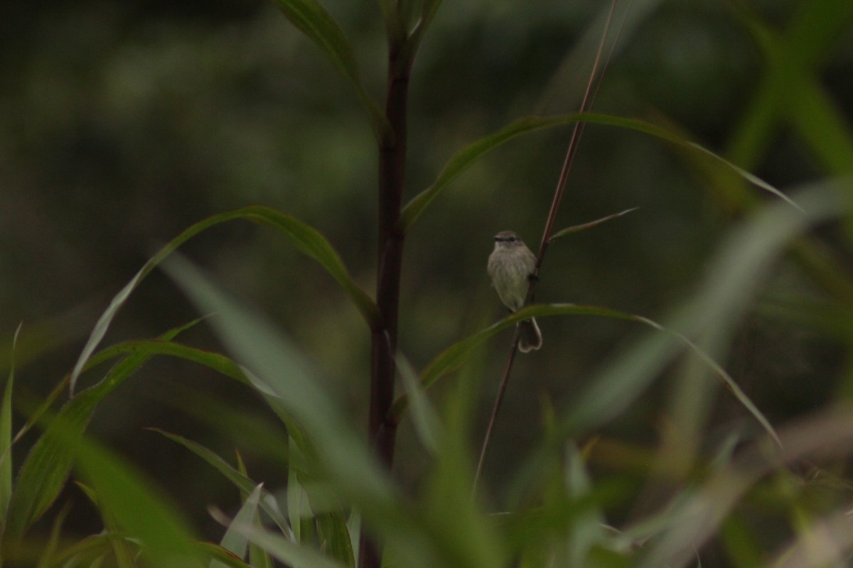 Olive-chested Flycatcher - ML644749179