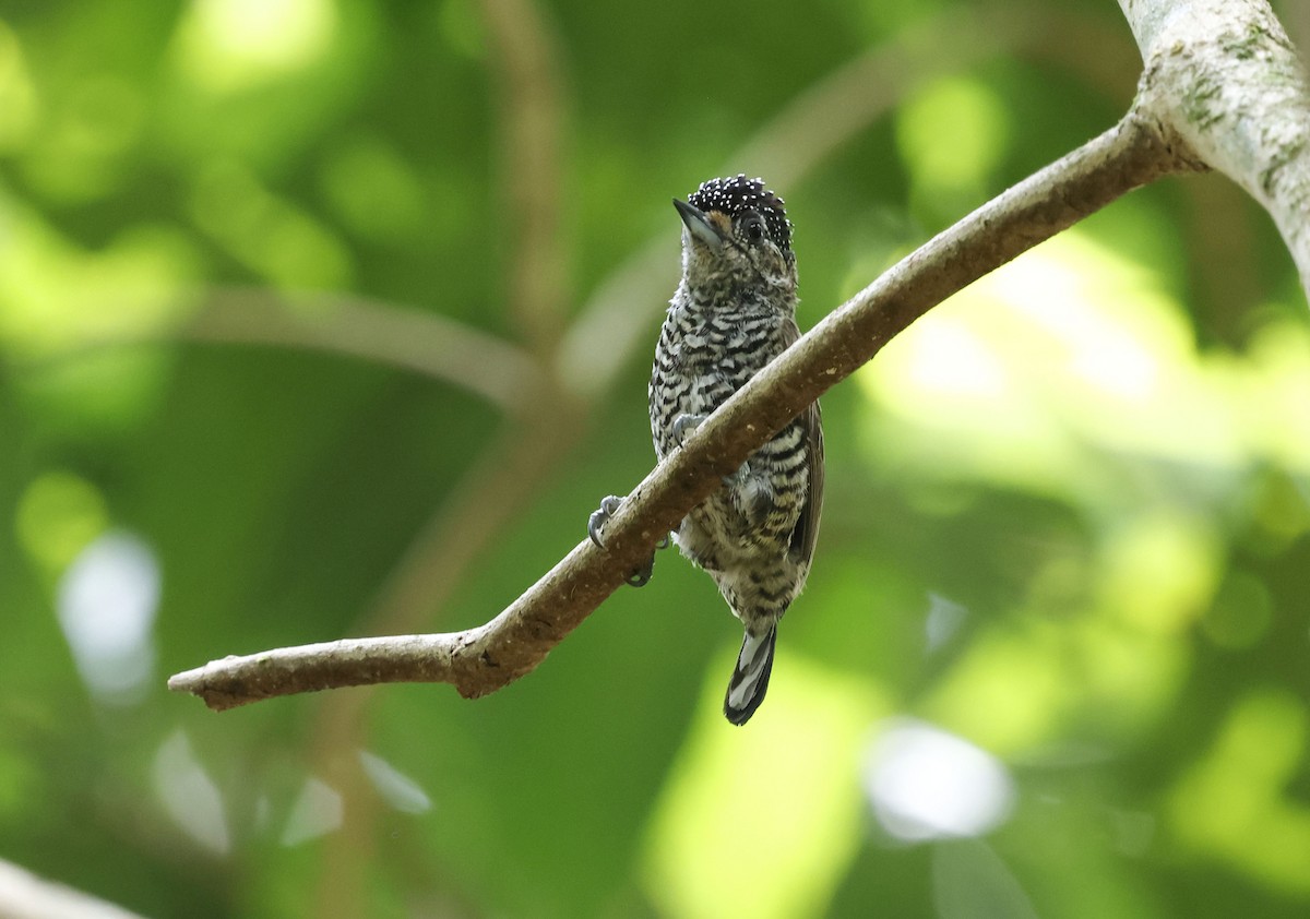 シロスジヒメキツツキ（cirratus グループ） - ML644749183