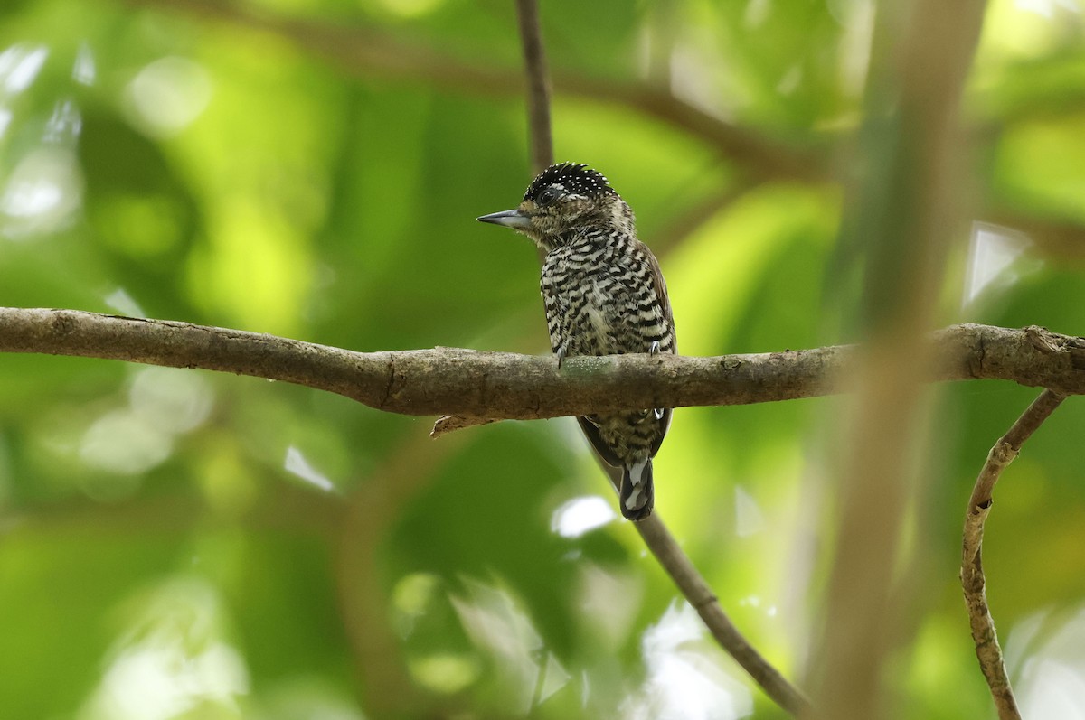 シロスジヒメキツツキ（cirratus グループ） - ML644749184