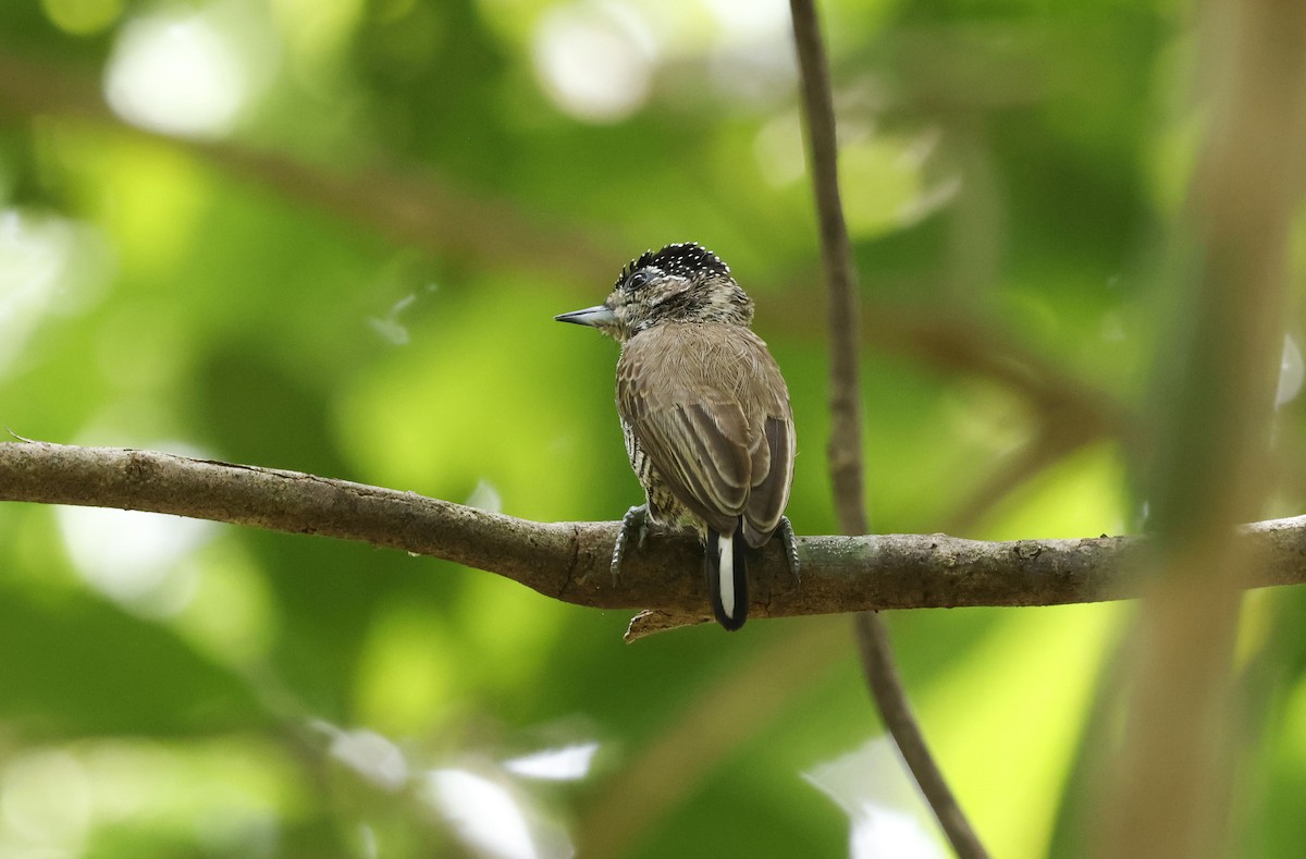 シロスジヒメキツツキ（cirratus グループ） - ML644749185